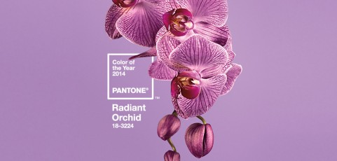 Radiant Orchid